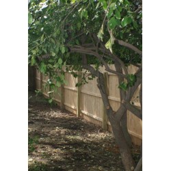 Manchester Style Spruce Stockade - 6ft